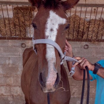 Horse In need - Organisation