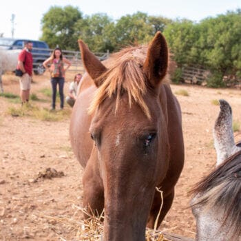 Horse In need - Organisation