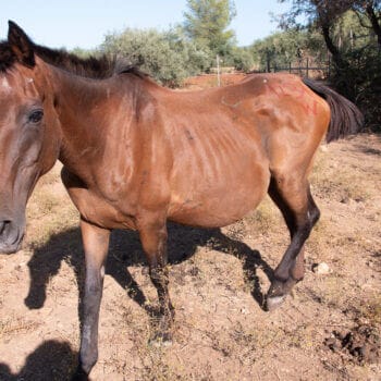 Horse In need - Organisation